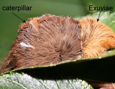 Puss Caterpillar | Sunstate Pest Management Florida