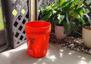 Catch lizards with a bucket