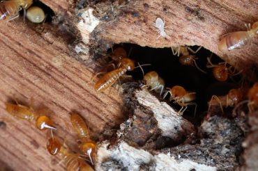 where do termites come from?