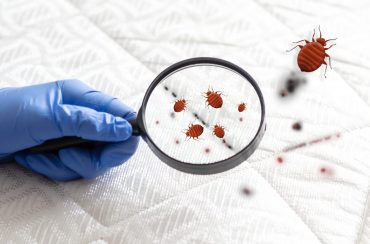 where do bedbugs come from?