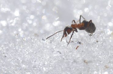 Ants and other bugs behavior in cold conditions