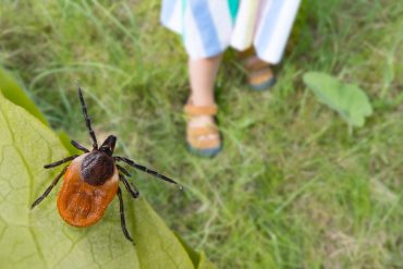 ticks in your yard?